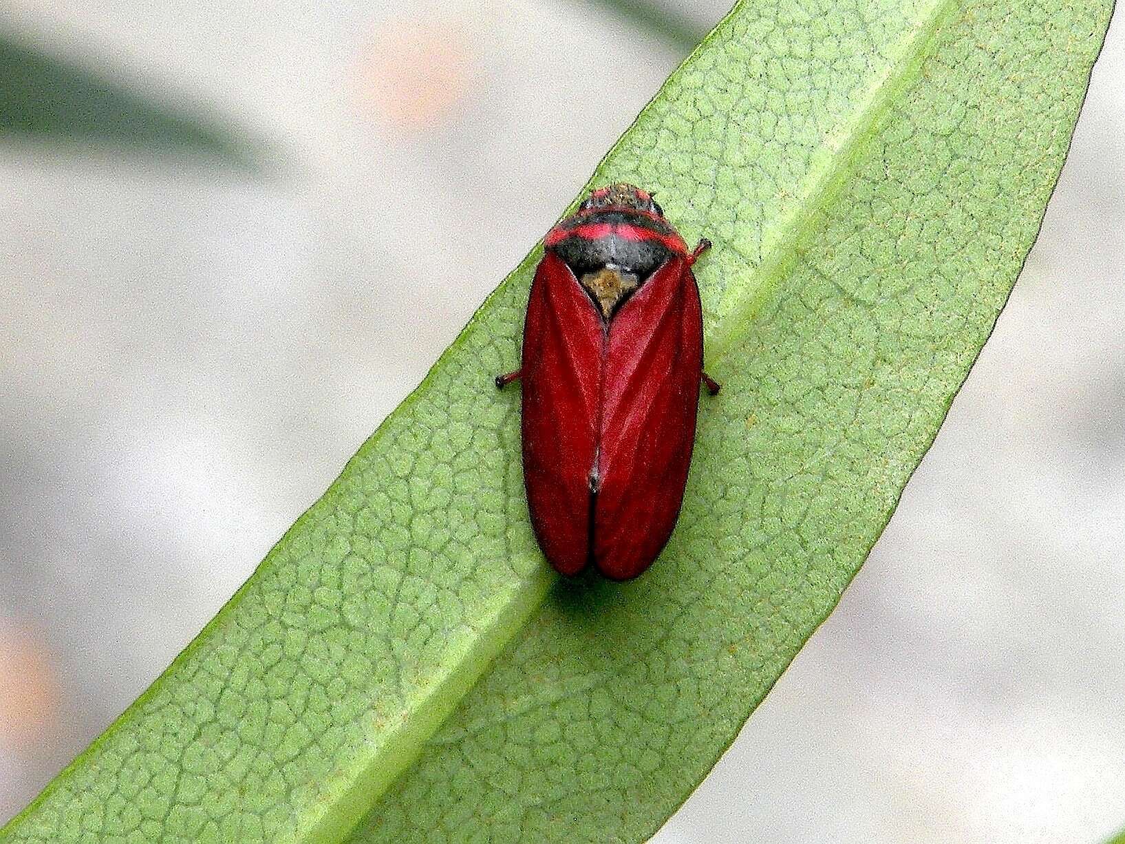 Image of Locris transversa (Thunberg 1822)