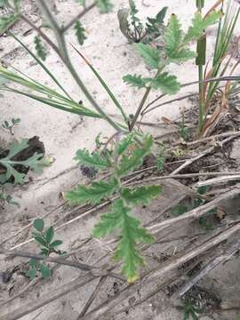 Phacelia hubbyi (J. F. Macbr.) Garrison的圖片