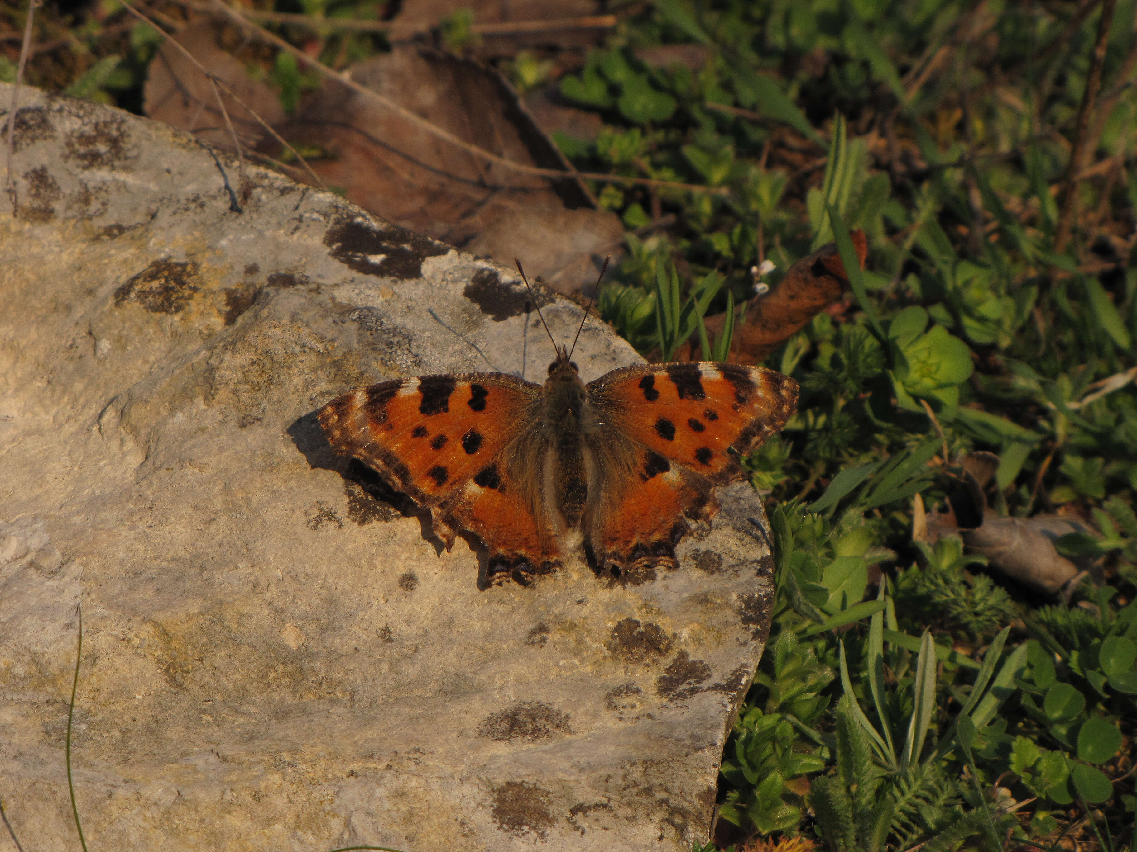 Nymphalis polychloros Linnaeus 1758 resmi