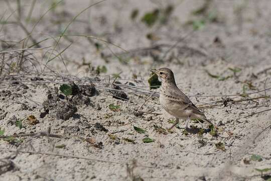 صورة Geositta cunicularia (Vieillot 1816)