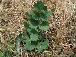 Image of burnet saxifrage