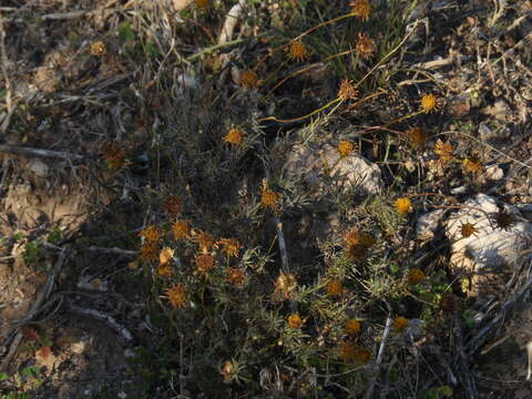 Image of Flourensia hirtissima S. F. Blake