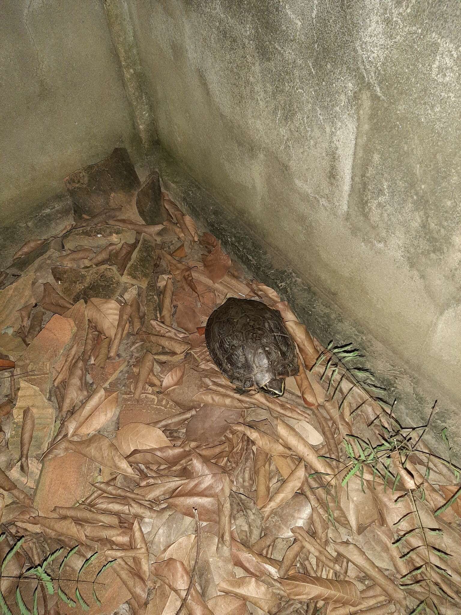 Image of Malayan snail-eating turtle