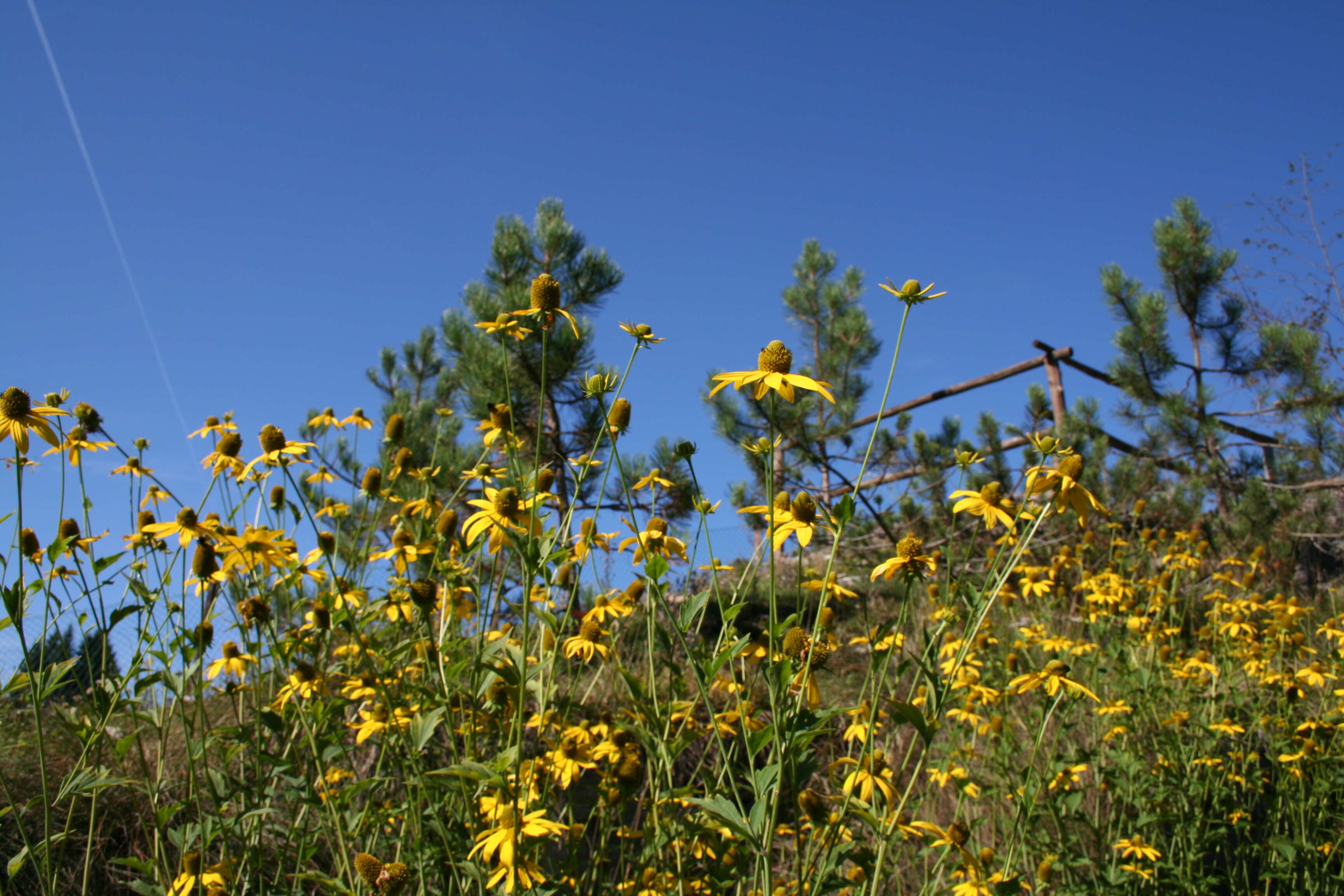 Image of cutleaf coneflower