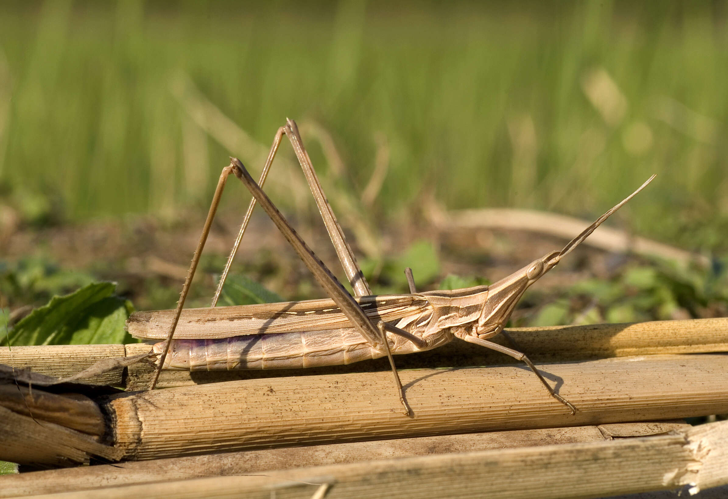 Image of Chinese Grasshopper