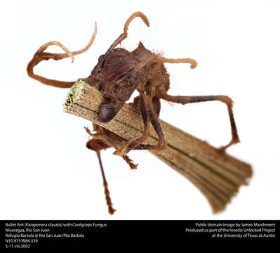 Image of Cordyceps