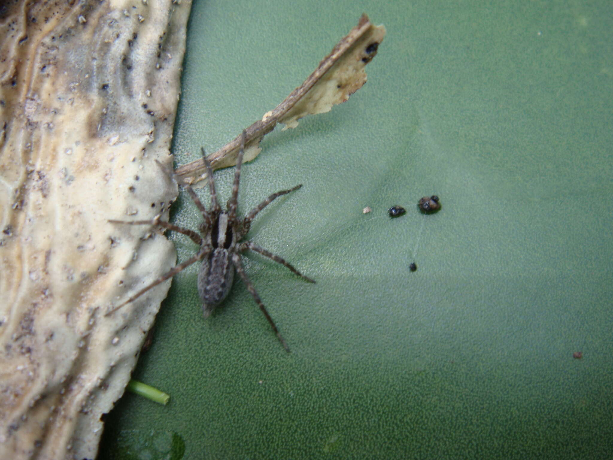 Image of Melpomene coahuilana (Gertsch & Davis 1940)