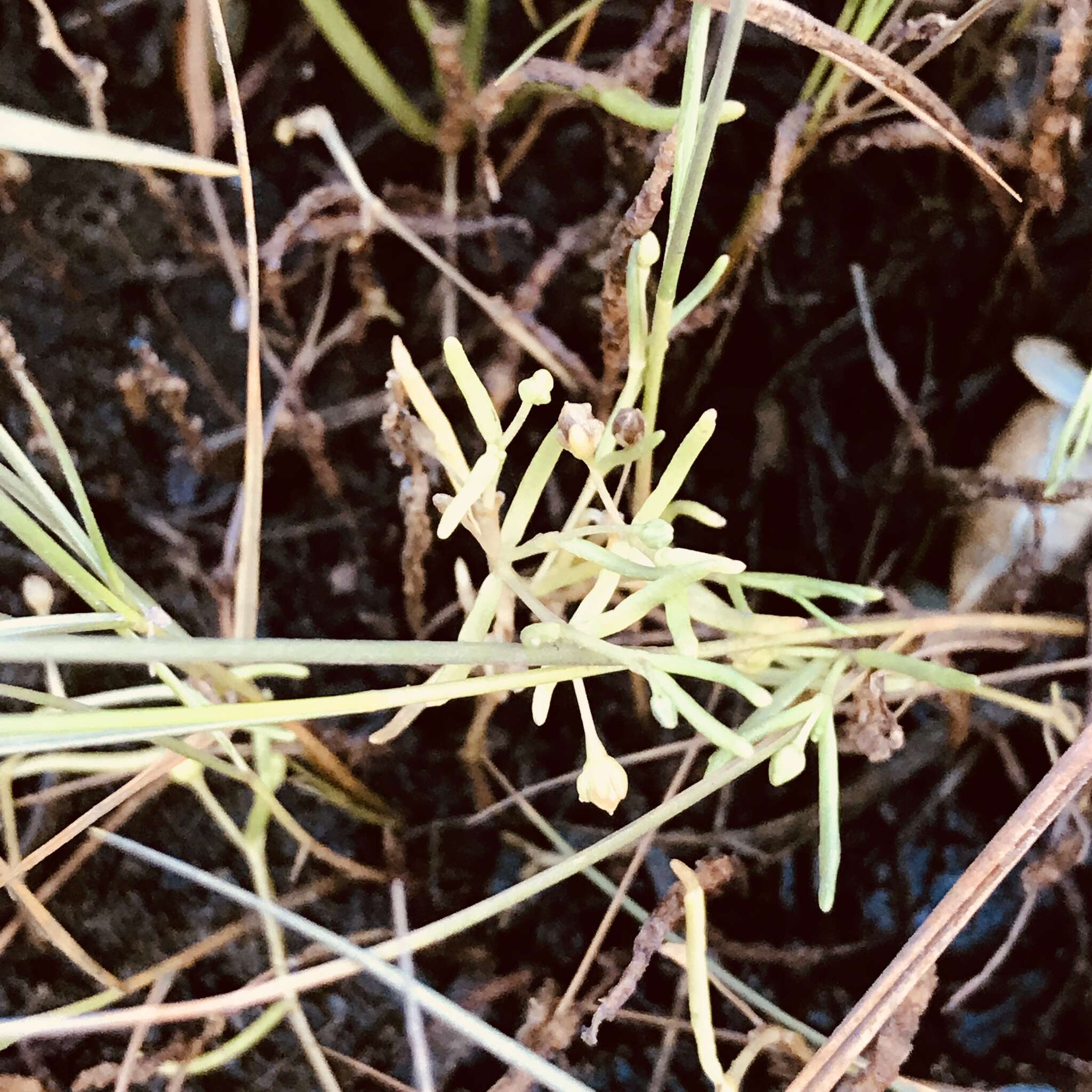 Plancia ëd Spergularia canadensis (Pers.) G. Don