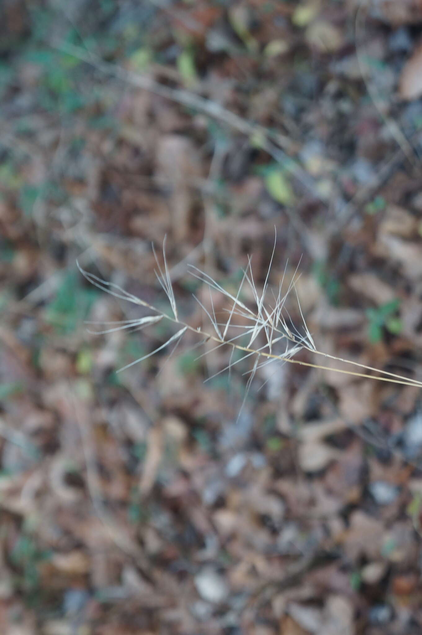 Image of Eastern Bottle-Brush Grass