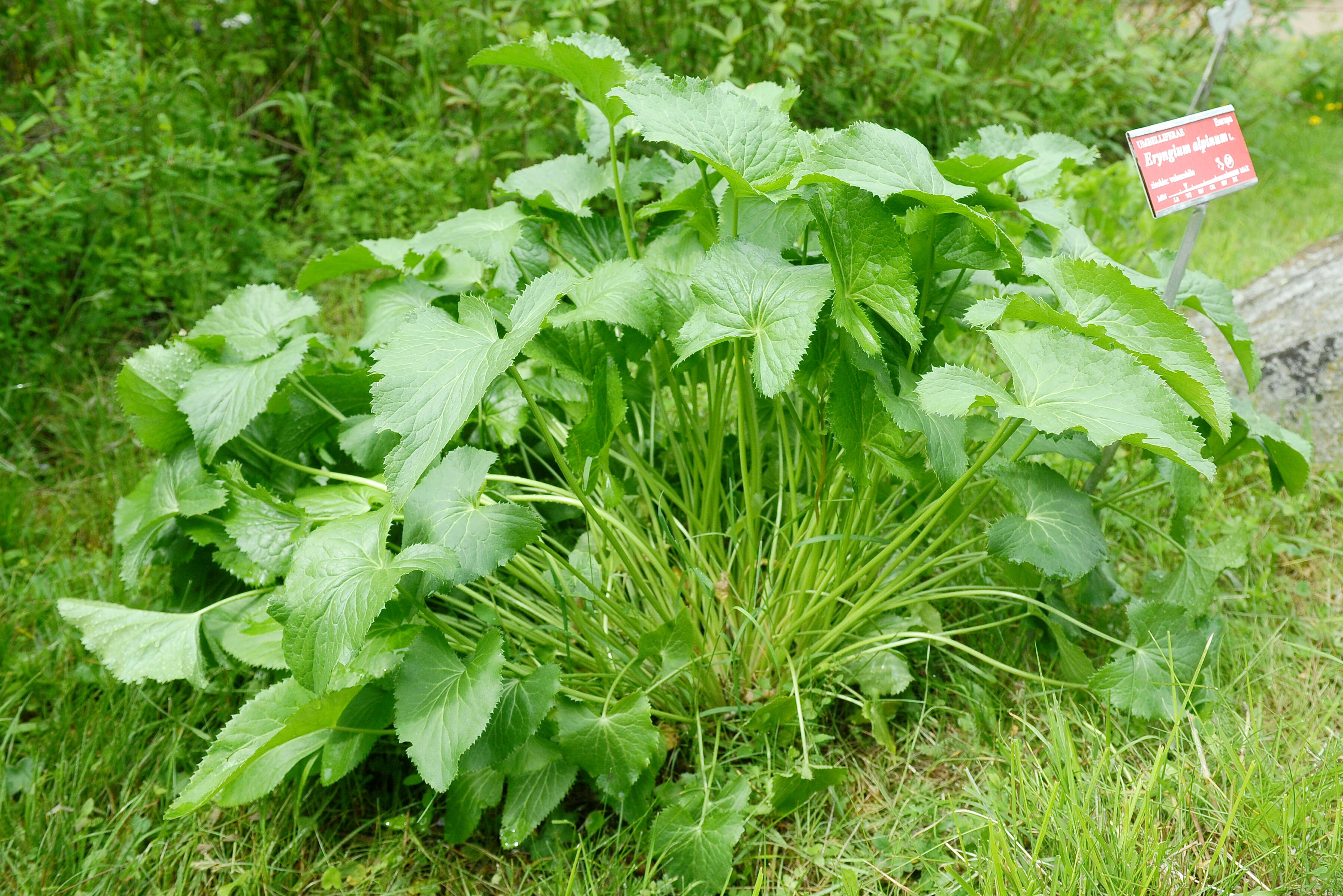 Eryngium alpinum L. resmi