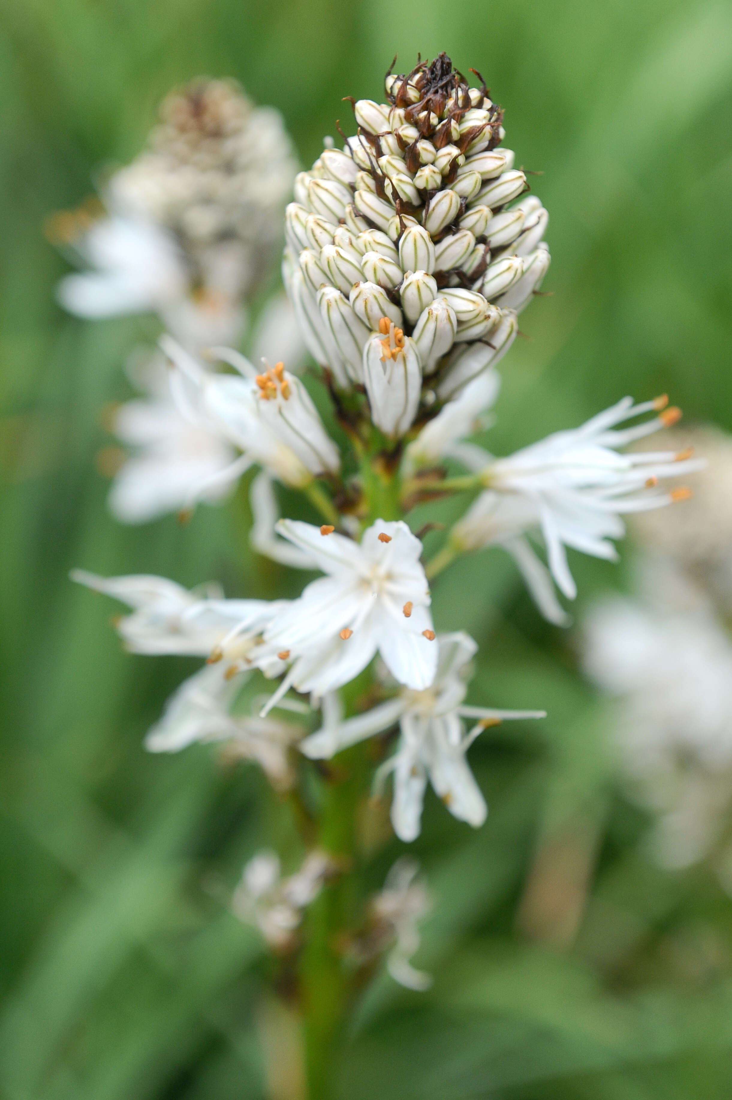 Image of White asphodel