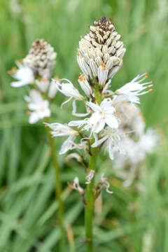 Image of White asphodel