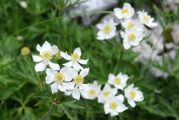 Imagem de Anemonastrum narcissiflorum subsp. narcissiflorum