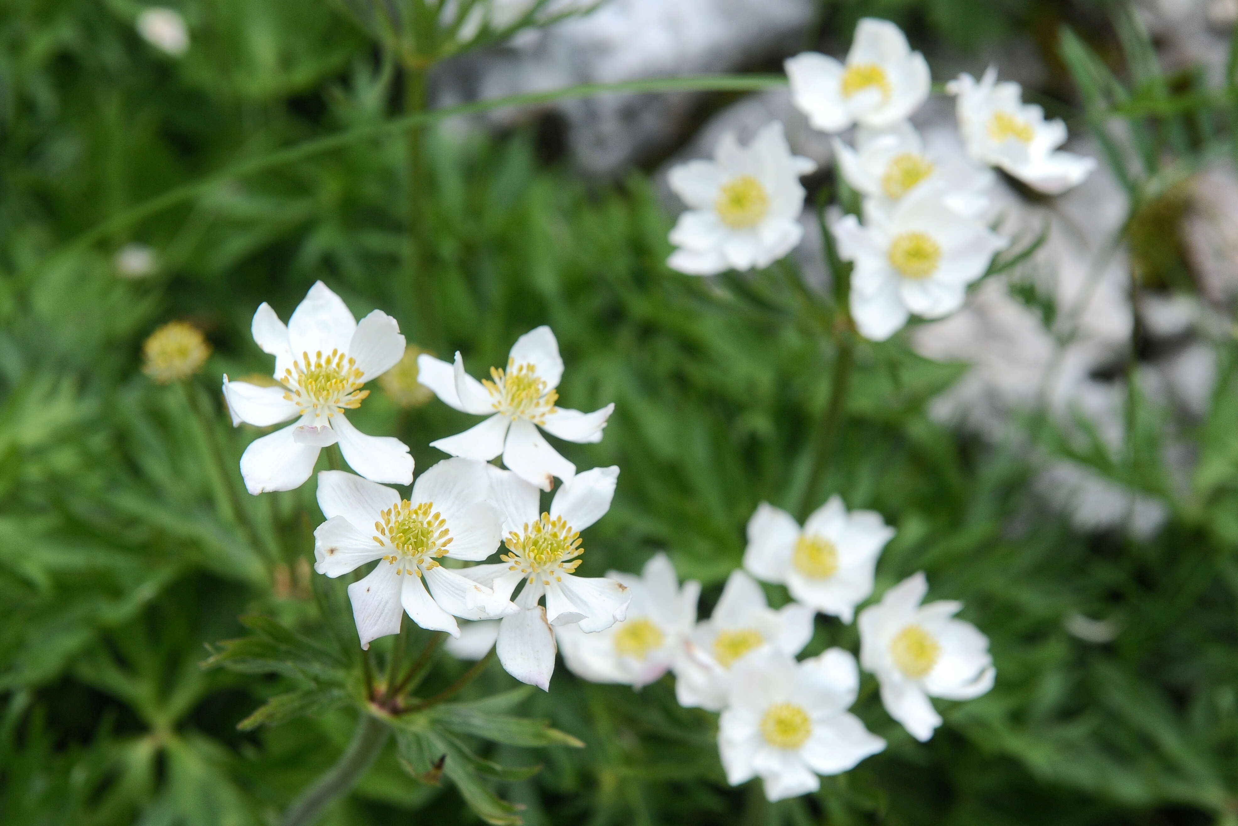 Imagem de Anemonastrum narcissiflorum subsp. narcissiflorum