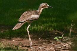 Image of Bush Stone-curlew