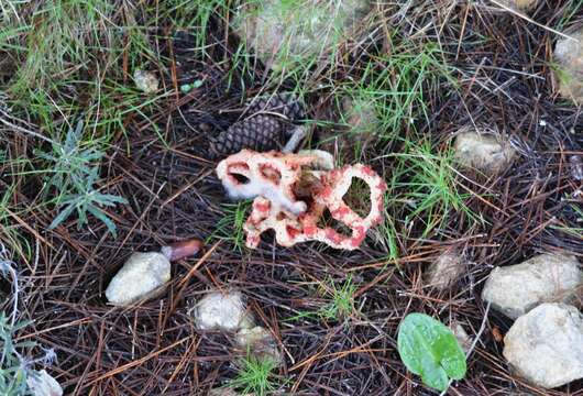 Image of Clathrus ruber P. Micheli ex Pers. 1801