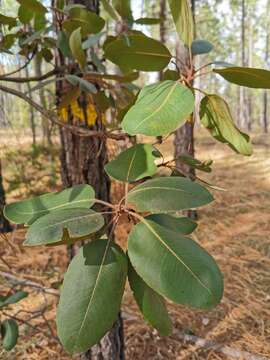 Imagem de Arbutus madrensis M. S. González-Elizondo