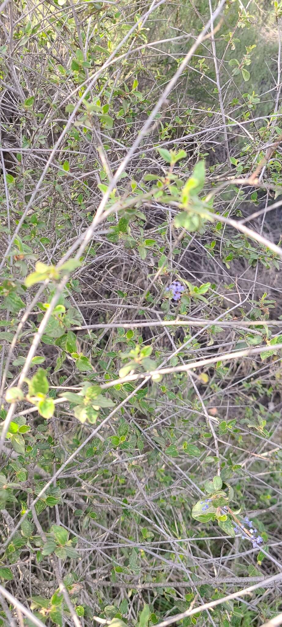 Image of woolyleaf ceanothus