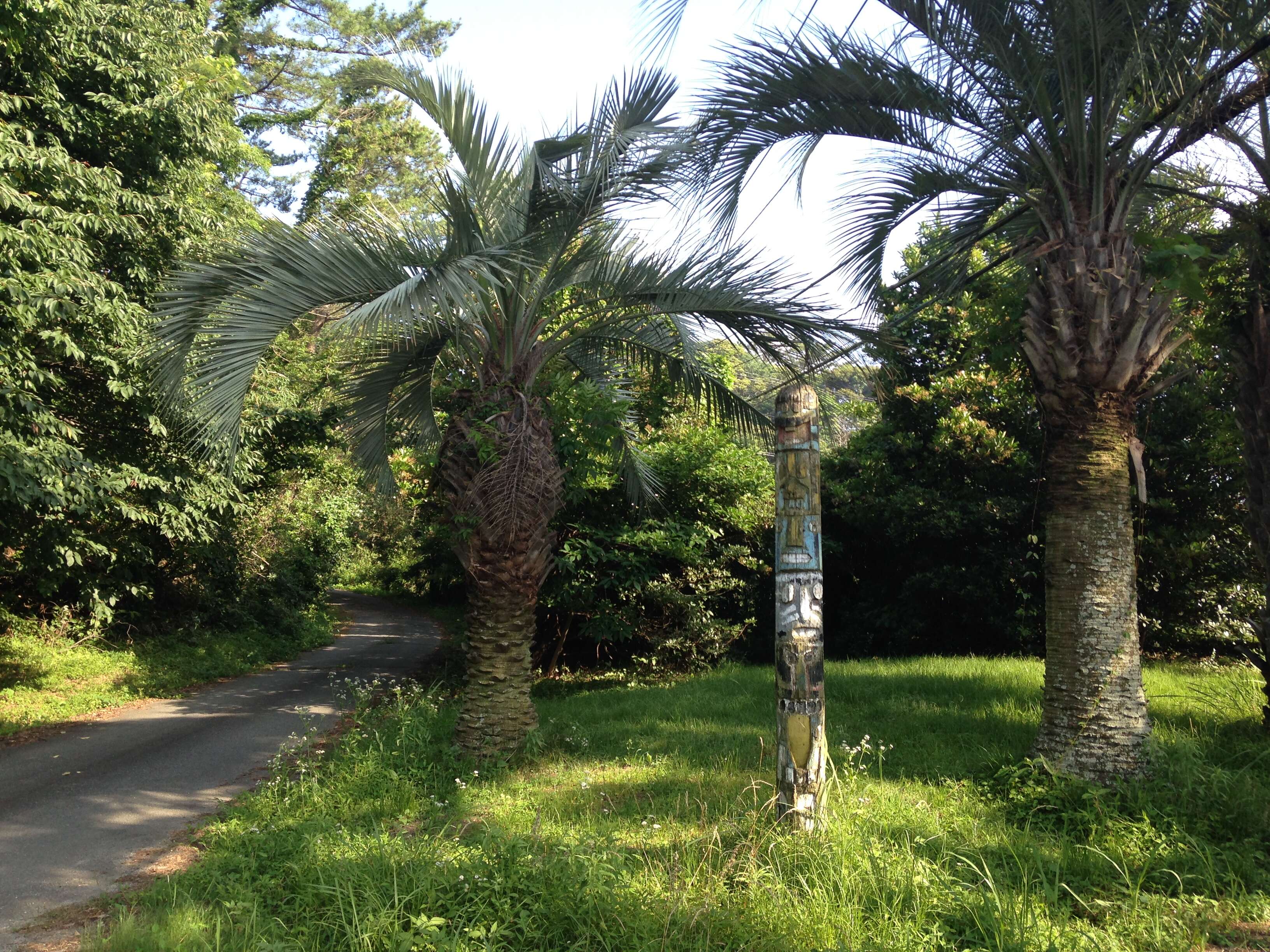 Image of fountain palm