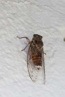 Image of Cicada cretensis Quartau & Simoes 2005