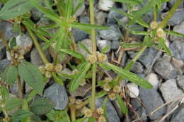 Image of sessile joyweed