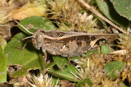 Слика од Acorypha pallidicornis (Stål 1876)