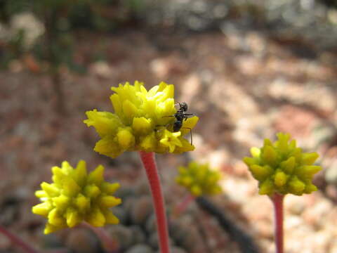 Image of Crassula namaquensis subsp. comptonii (Hutch. & Pillans) Tölken