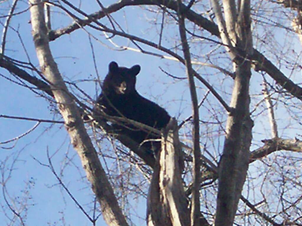 Image of American Black Bear