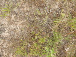 Image of tumble lovegrass