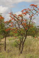 Image of Bat's wing coral tree