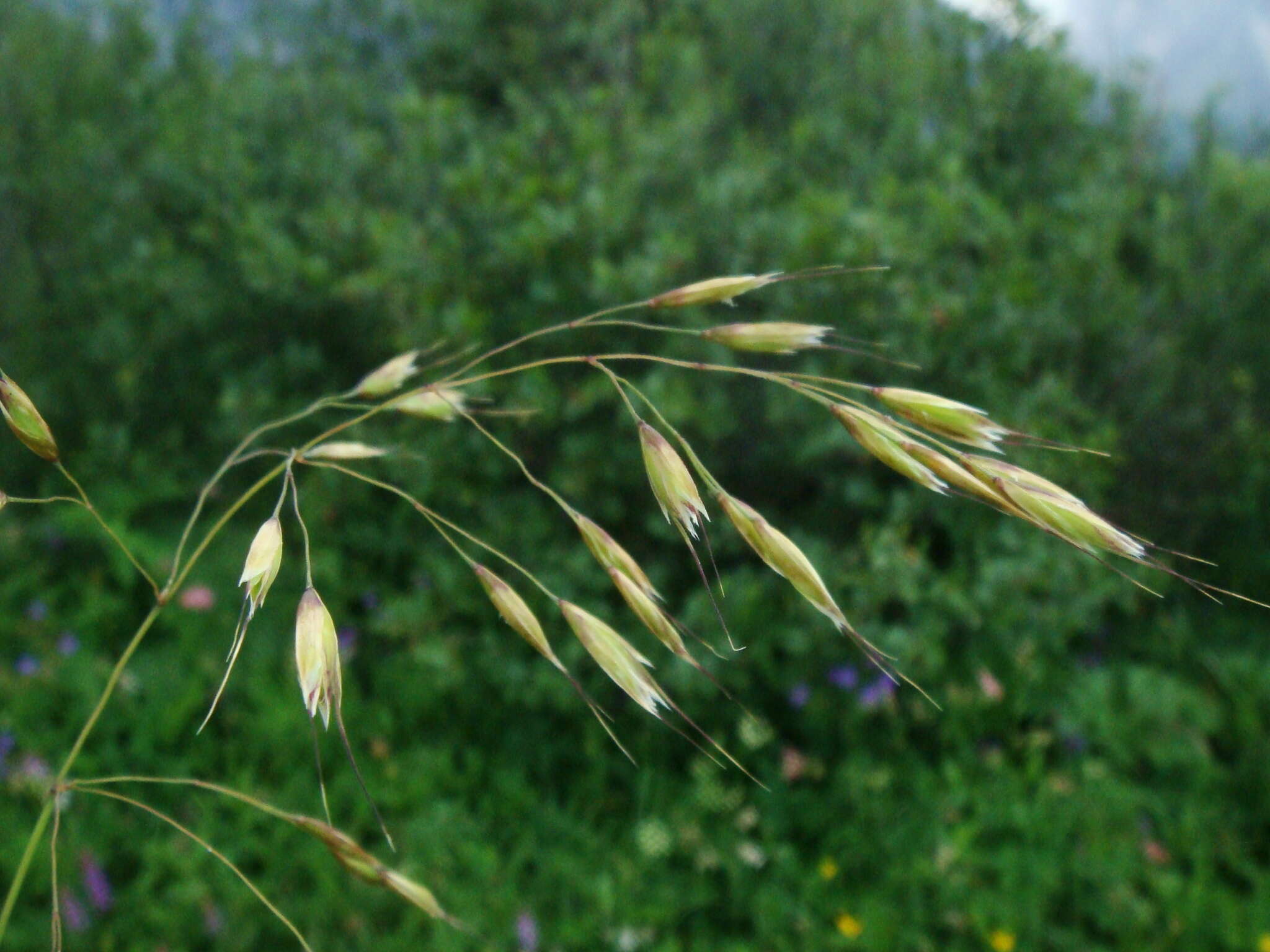 Image of Helictotrichon parlatorei (J. Woods) Pilg.