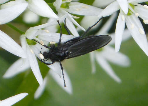 Image of Dilophus febrilis (Linnaeus 1758)