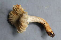 Image of Russula batistae Singer 1955