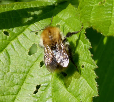 Image of Common carder bumblebee