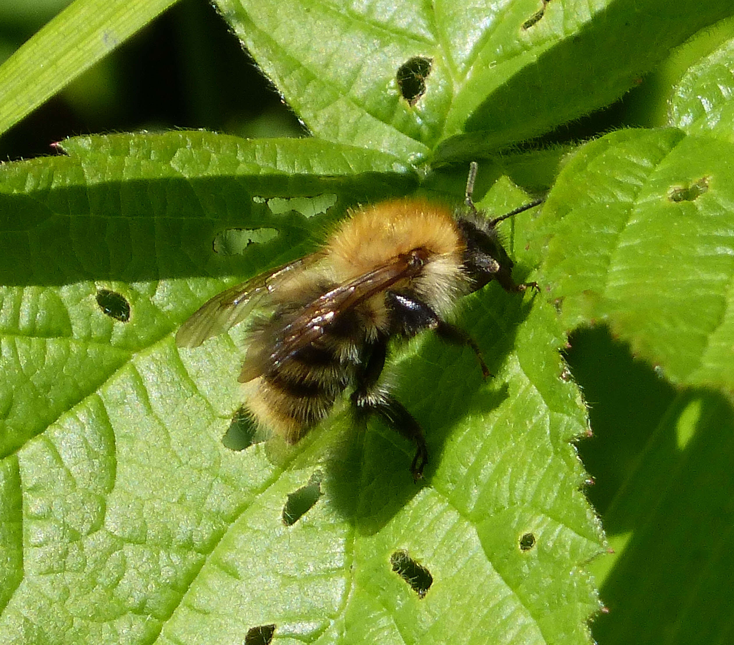 Image of Common carder bumblebee