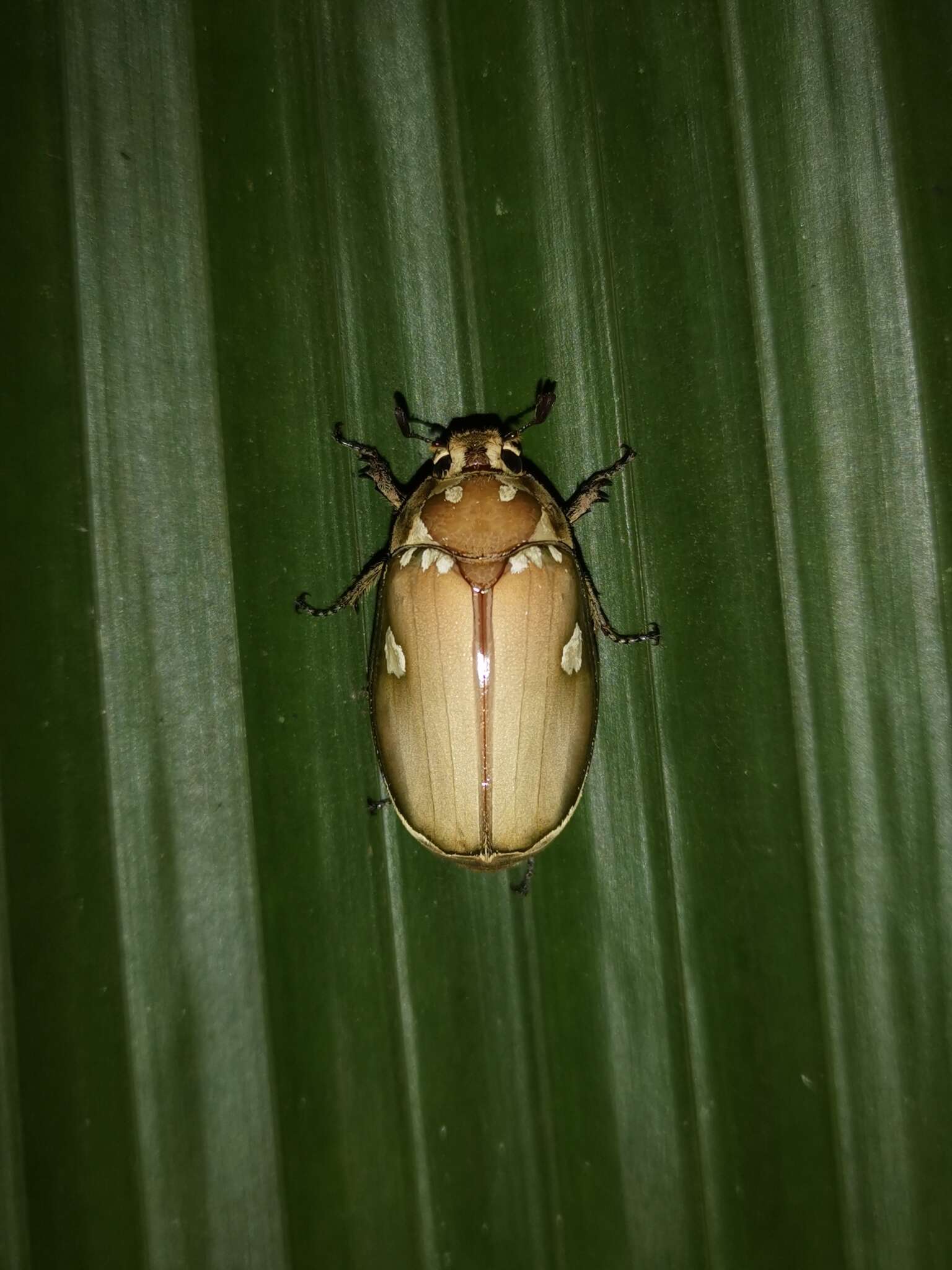 Image of Melolontha maculata (Zhang 1983)