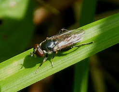 صورة Tropidia scita (Harris 1780)