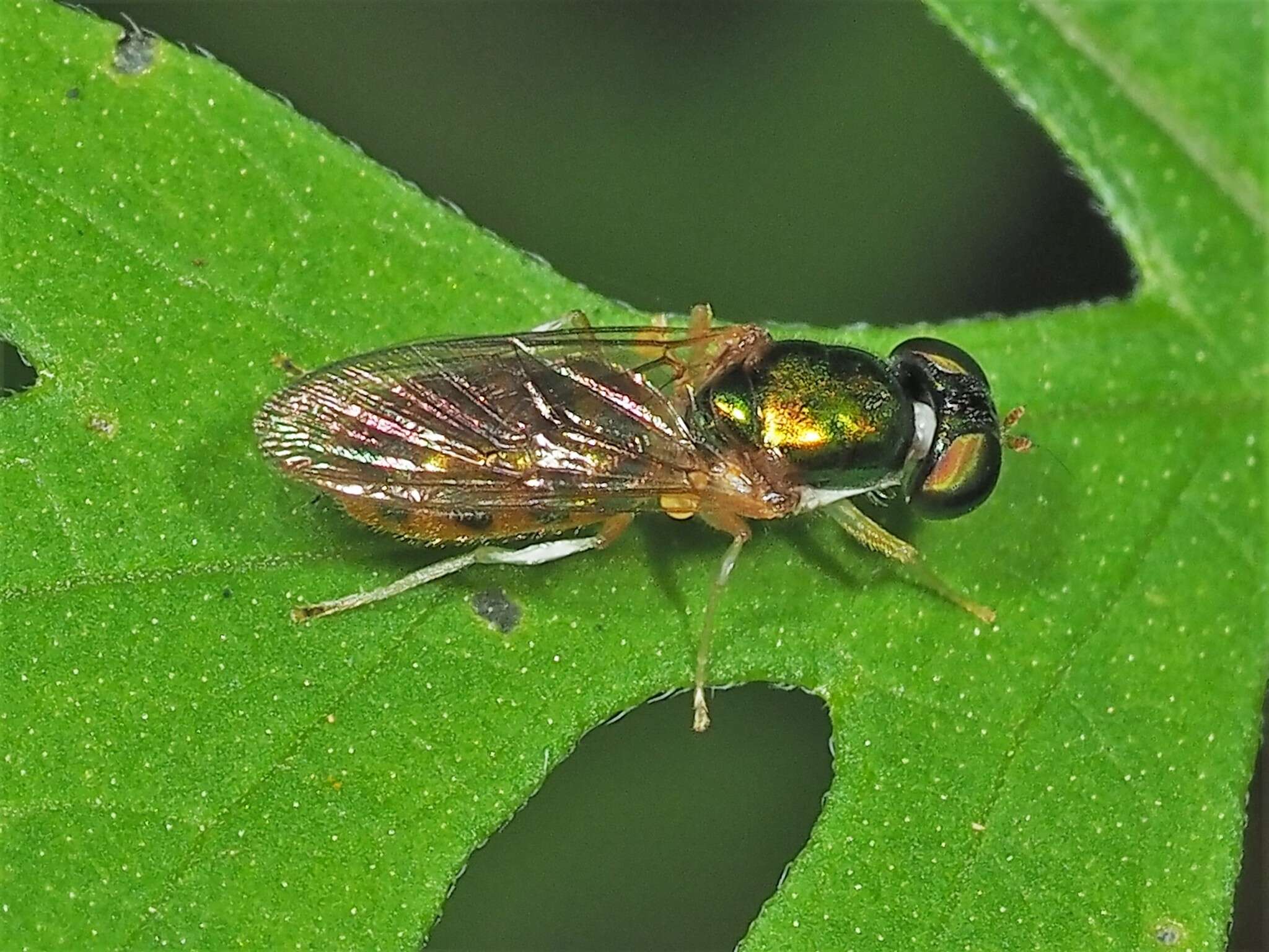 Image of Cephalochrysa canadensis (Curran 1927)