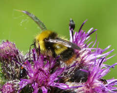 Plancia ëd Bombus pratorum (Linnaeus 1761)