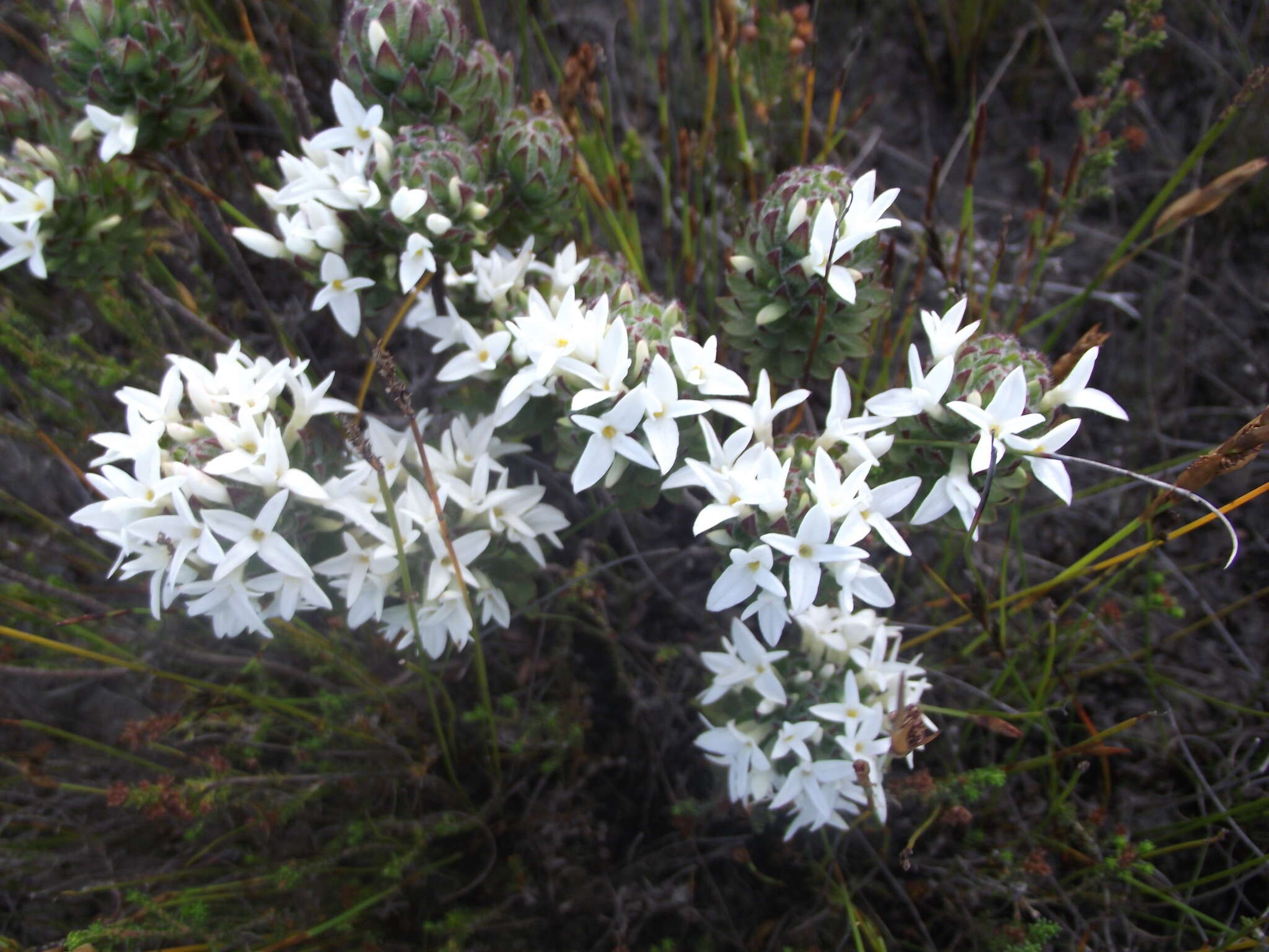 Image of Gnidia ornata (Meissn.) Gilg