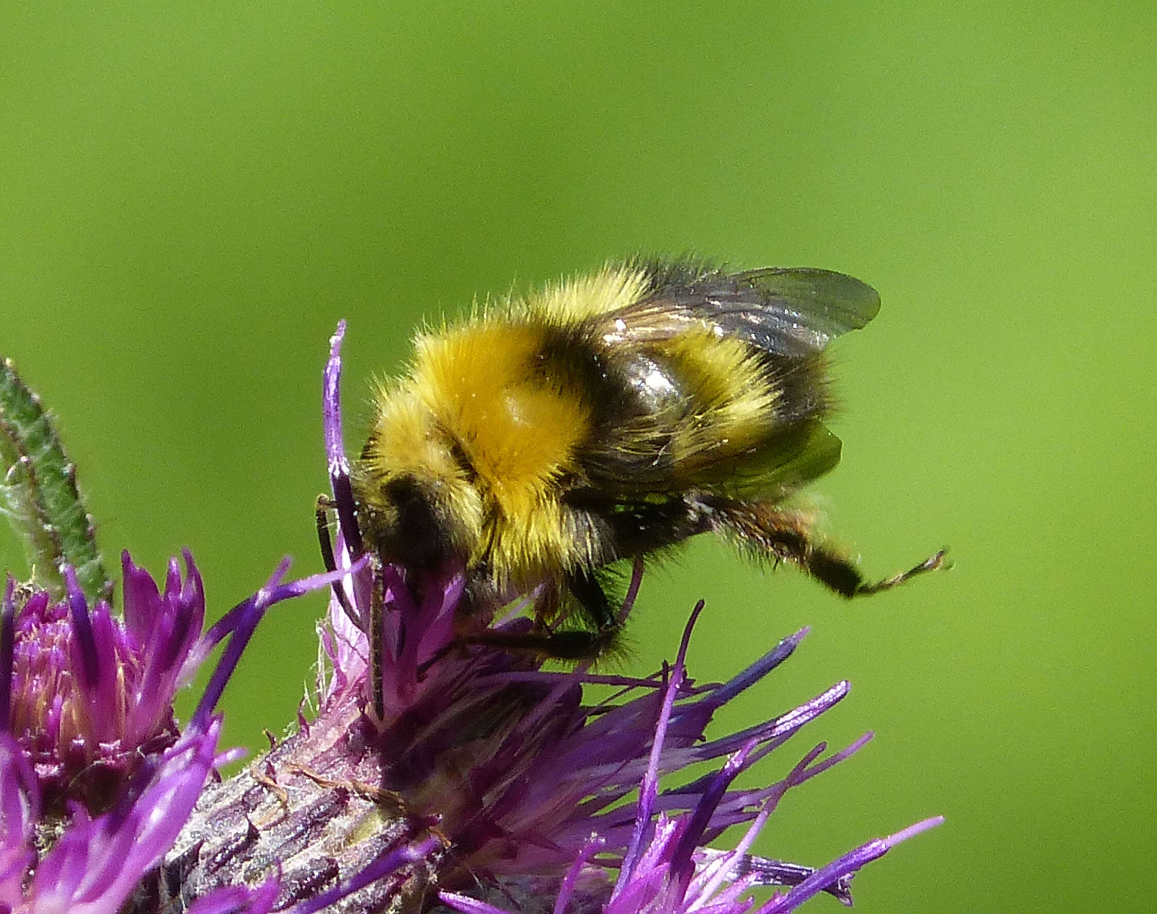 Plancia ëd Bombus pratorum (Linnaeus 1761)