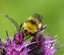 Plancia ëd Bombus pratorum (Linnaeus 1761)