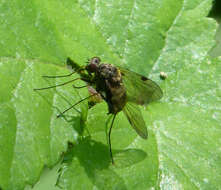 Image of Chrysopilus cristatus