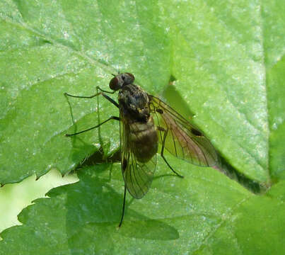 Image of Chrysopilus cristatus