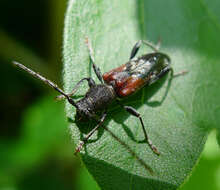 Image of grey-coated longhorn beetle