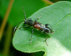 Image of grey-coated longhorn beetle