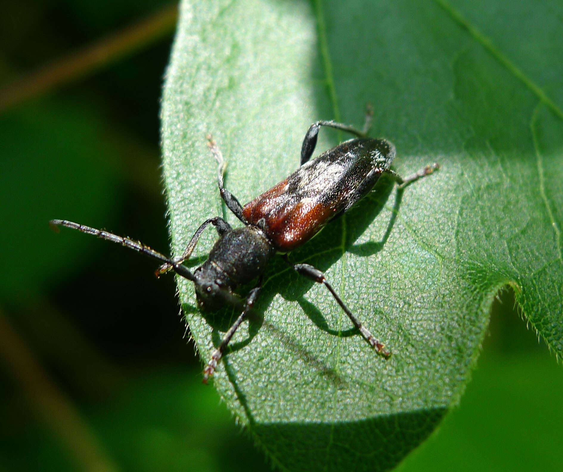 Image of grey-coated longhorn beetle