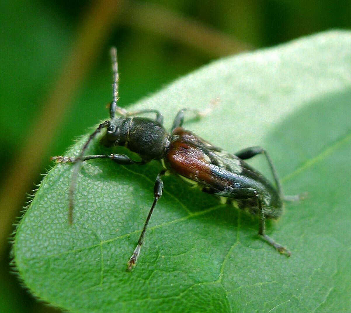 Image of grey-coated longhorn beetle