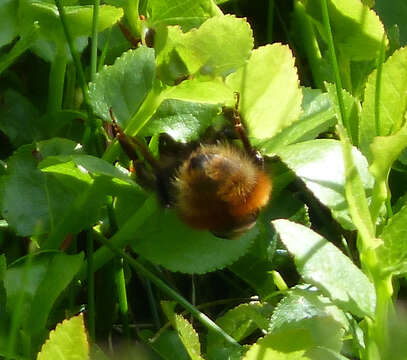 Image of Bombus monticola Smith 1849