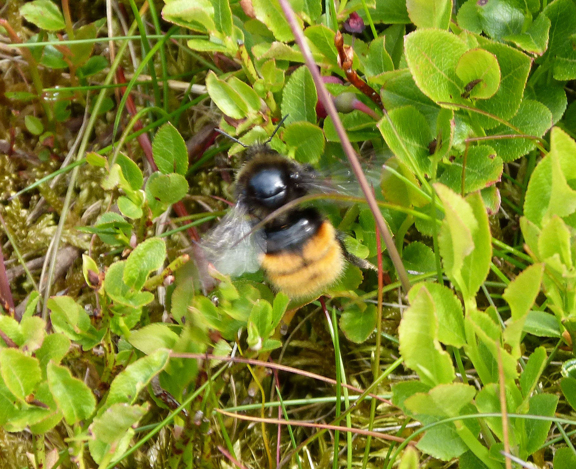 Image of Bombus monticola Smith 1849